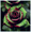 B, variant on Premium Perennial - Hybrid Bare Root Rose - Low Maintenance - Ideal for Garden Borders, Plant Hangers