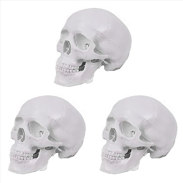 3X Mini Modelo de Cráneo Humano, Modelo de Cráneo Anatómico de 3 Partes con Tapa de Cráneo Extraíble y Mandíbula Articulada
