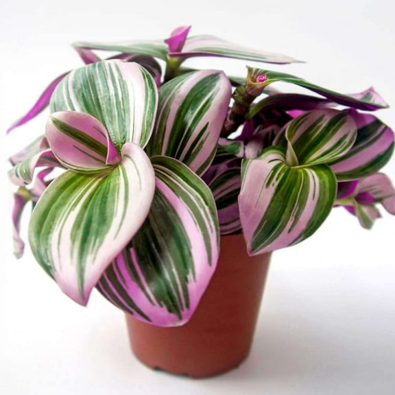 Tradescantia Nanouk Live Plant for Indoor | Different Houseplants in 4'' & 6'' Pot | Real House Plant for Living Room, Office, Desk & Bathroom | Tradescantia albiflora Nanouk