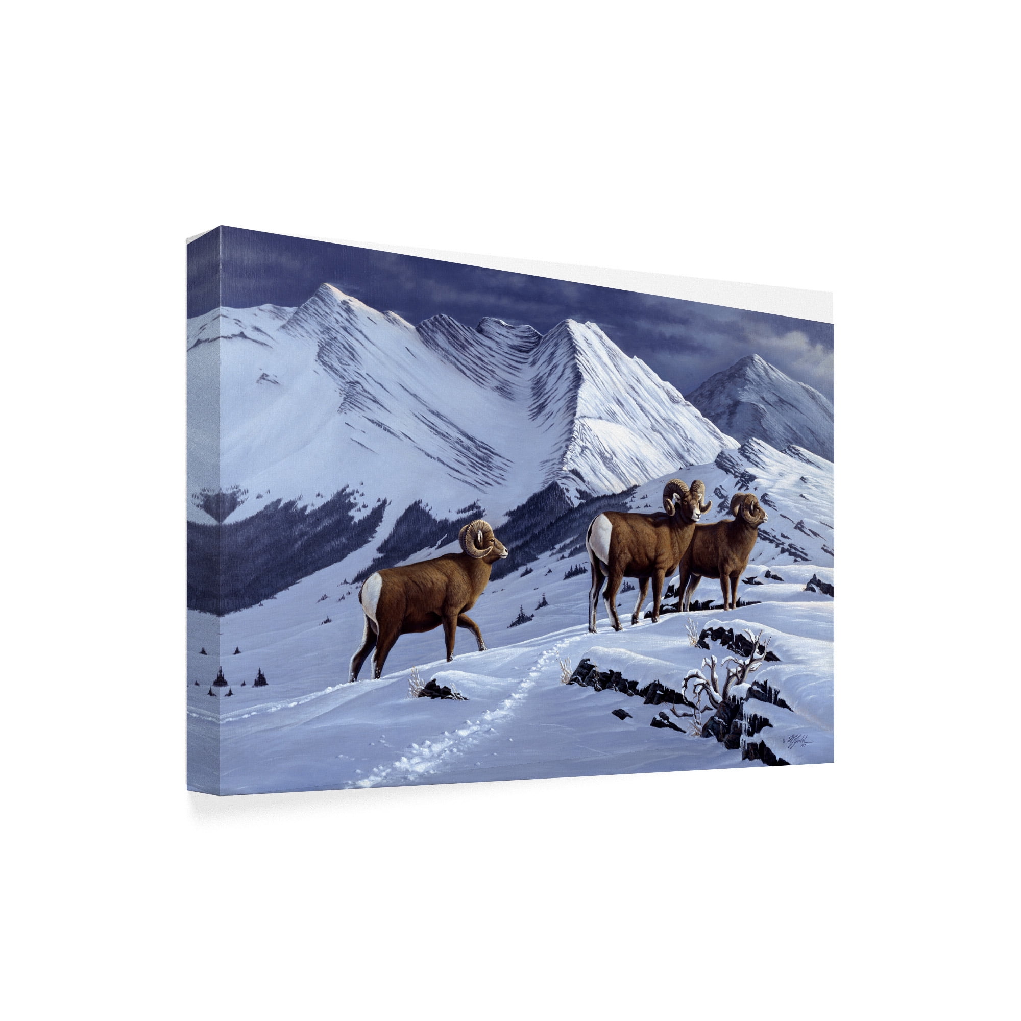 Trademark Fine Art 'High Country Rams' Canvas Art by Wilhelm Goebel