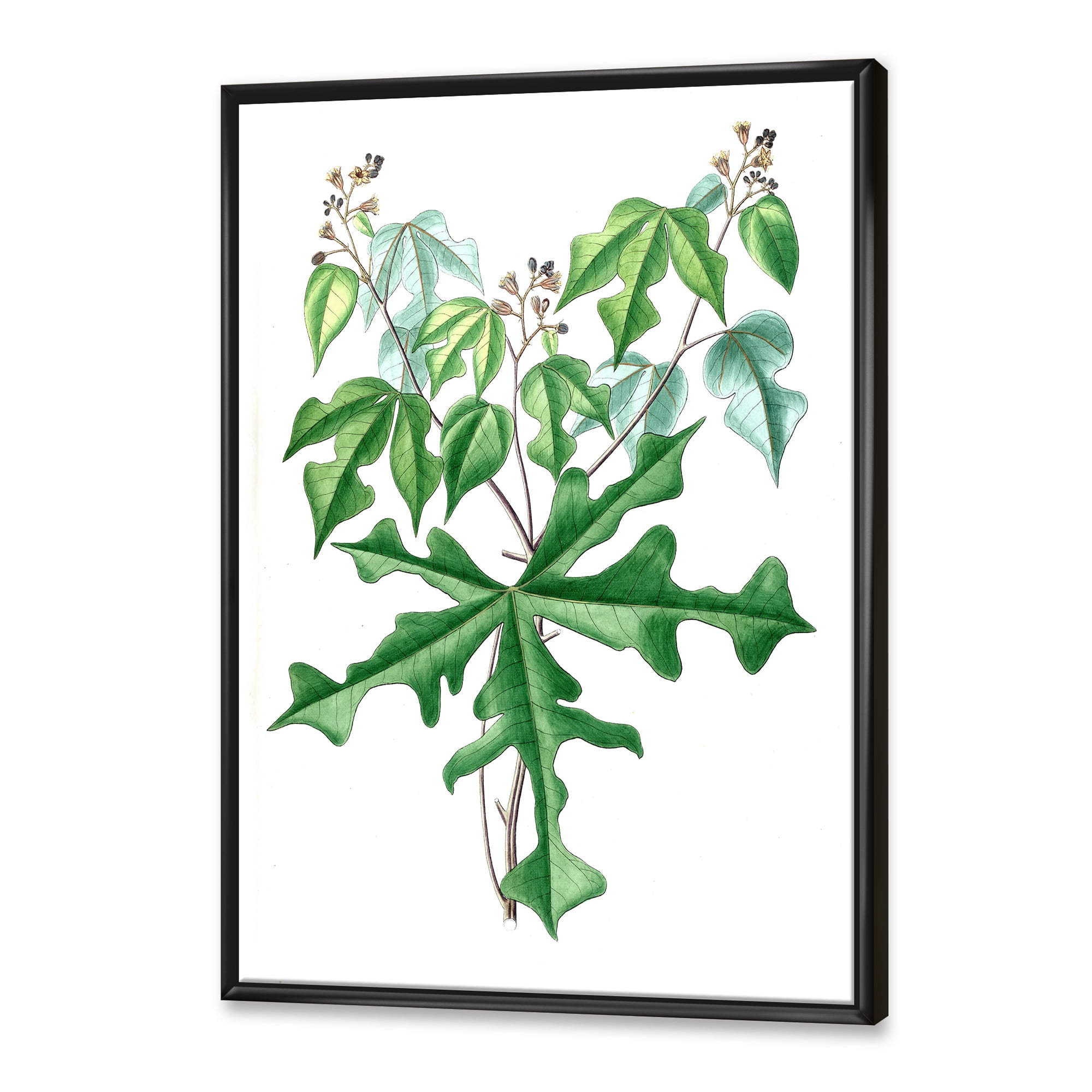 Designart 'Ancient Drawing of Wild Plants' Traditional Framed Canvas Wall Art Print
