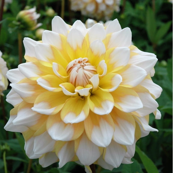 Easy to Grow Dahlia Seattle 3 Tuber Clumps, Yellow & White Blooms Summer Sun