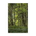 thumbnail image 2 of Gango Home Decor Contemporary Quinault Rainforest I by Kathy Mahan (Printed on Paper); One 16x24in Fine Art Paper Giclee Print, 2 of 4