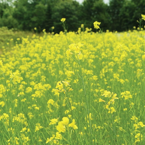 Pacific Gold Mustard Seeds by Mighty Mustard - 4 Oz - Non-GMO, Open Pollinated Farm & Garden Cover Crop Seeds