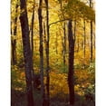 thumbnail image 3 of Mansfield, Kathy 12x14 Black Modern Framed Museum Art Print Titled - Sanctuary Woods I, 3 of 5