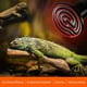 thumbnail image 2 of Calentador de mascotas con bombilla cerámica infrarroja de 150 W, lámpara para reptiles, anfibios, serpientes, aves, tortugas, gatos y perros., 2 of 5