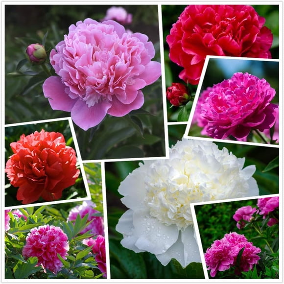 GSDWIUEW Cotton Candy Peony Mix (100) Seeds Flowers Pack Easy Grow Planting for Outdoor Pink Red White