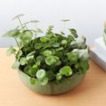 thumbnail image 4 of Bañera de cerámica para pájaros - hecha a mano, antivuelco, esmalte liso, para jardín/balcón exterior, comedero/bebedero para pájaros, 4 of 4