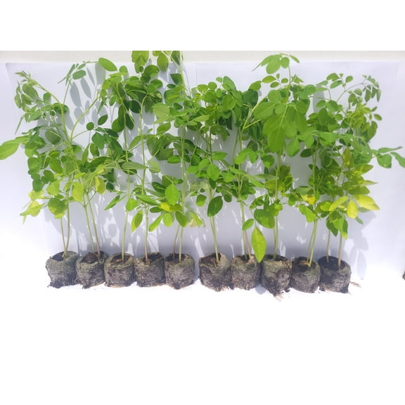 Moringa Trees 10 Pack Includes Moringa Seeds - Pkm1 Variety