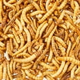 thumbnail image 5 of Aqua Culture Freeze-Dried Mealworms for Birds, Reptiles & Fish, 1.6 oz, 5 of 6