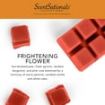 thumbnail image 2 of Scentsationals Wax Melts, Wax Cubes Strong Scent - Enchanted Night Collection Frightening Flower - Long Lasting Scented Melts for Warmer, 10oz (24-Cubes), 2 of 7