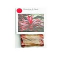 thumbnail image 6 of Hawaiian Red Ti Leaf Plant Cuttings  1 Pk  (2 per Pack) Sun, 6 of 6