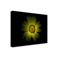 thumbnail image 2 of Brian Carson 'Backyard Flowers 78 Color Version' Canvas Art, 2 of 3