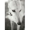 thumbnail image 2 of Karyn Millet 4x24 White Modern Wood Framed Wall Art Titled - Greyhound, 2 of 5