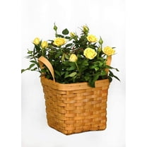 Live 6" Mini White Rose Bush with a 6" Wicker Gift Basket - 6 Inch Indoor Plant