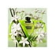 thumbnail image 2 of Perfume Valentino Donna Born in Roma Green Stravaganza 50ml, 2 of 4