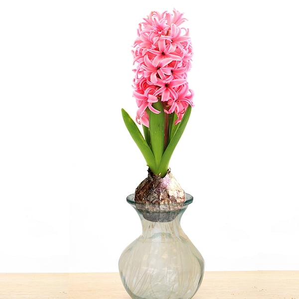 Van Zyverden Hyacinth Kit Pink with Clear Artisan Glass 1 Bulb Pink Part Sun
