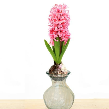 Van Zyverden Hyacinth Kit Pink With Clear Artisan (Best Time To Plant Hyacinth Bulbs)