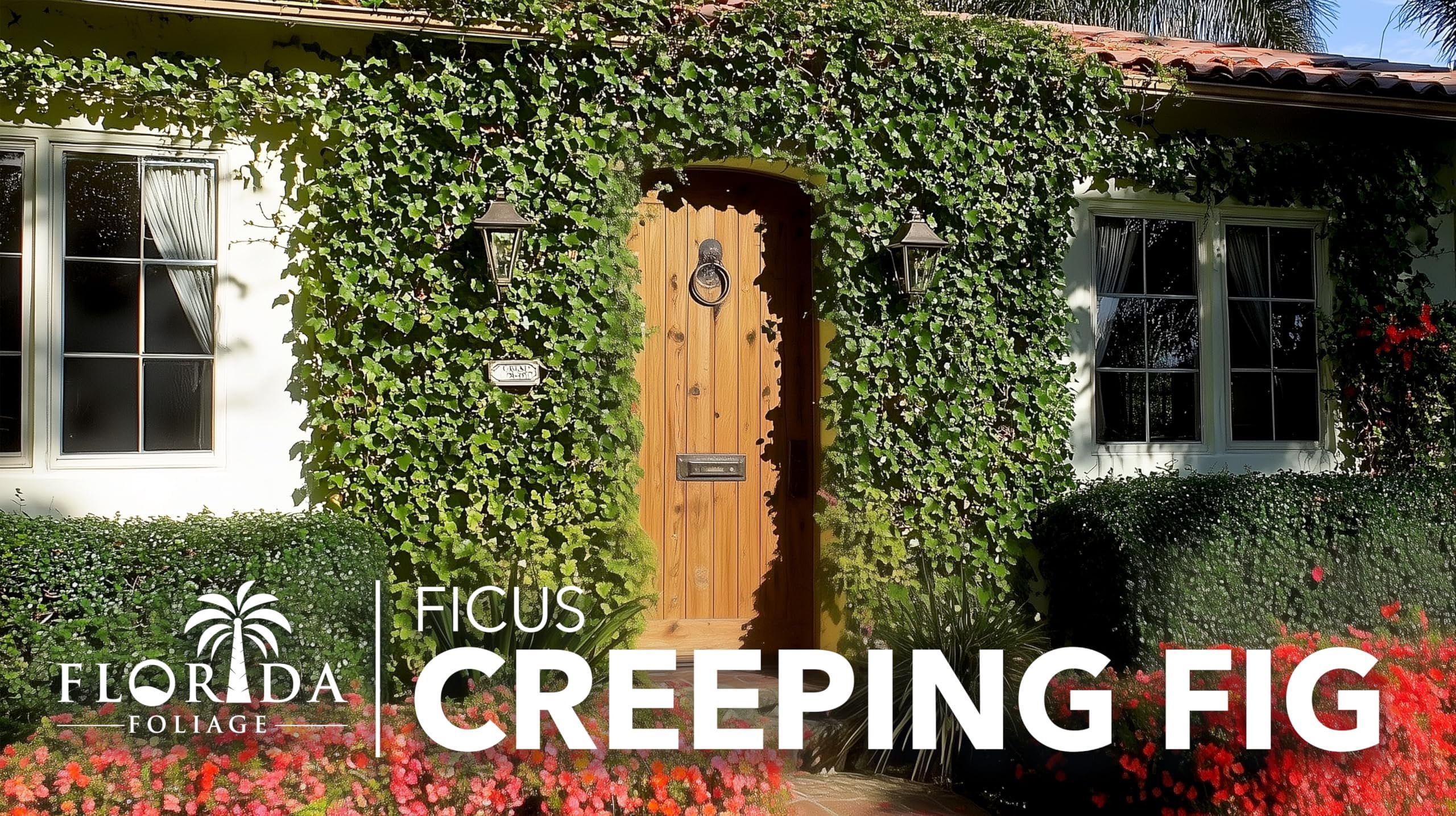 Creeping Fig Vine  10 Live Plants  Ficus Pumila  Fast-Growing Ground Cover  Evergreen Climbing Vine for Walls & Trellises