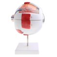 thumbnail image 3 of Simulation Modèle d'Étude Anatomique Modèle d'Œil Humain Figurine de Laboratoire de Boule d'Œil Fournitures, 3 of 9