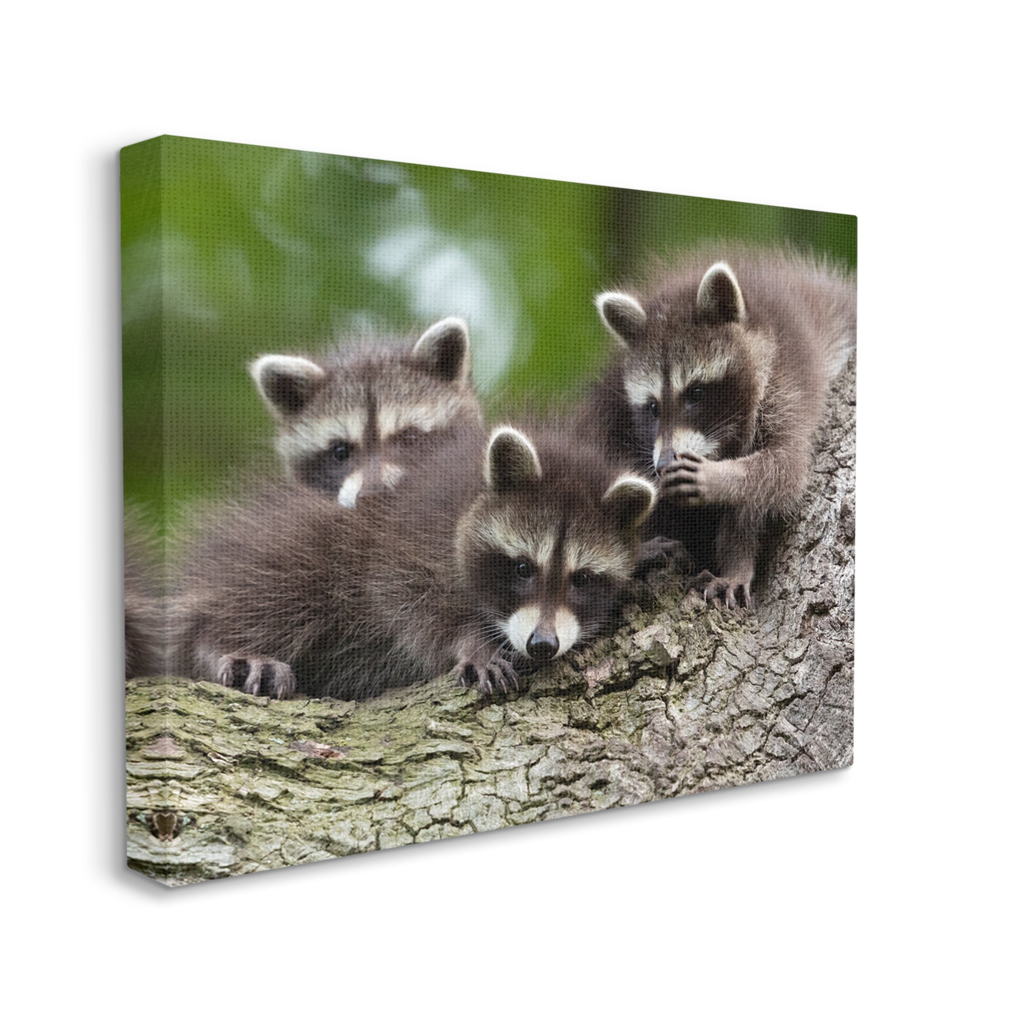 Stupell Industries Raccoon Babies in Tree Animals & Insects Photography Gallery Wrapped Canvas Art Print Wall Art, 30 x 24
