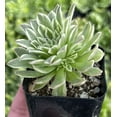 thumbnail image 4 of Aeonium Emerald Ice Plant Live for Planting - Variegated Aeonium Emerald Ice Plant - Rare Succulent Plant - 2 Inch Pot, 4 of 6