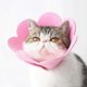 thumbnail image 2 of Collar For Cat Dog Cone Collar Anti-bite Protection Cone Collars Dog Cat Puppy Collar Injury Adjustable Neck Cone Protector, 2 of 5