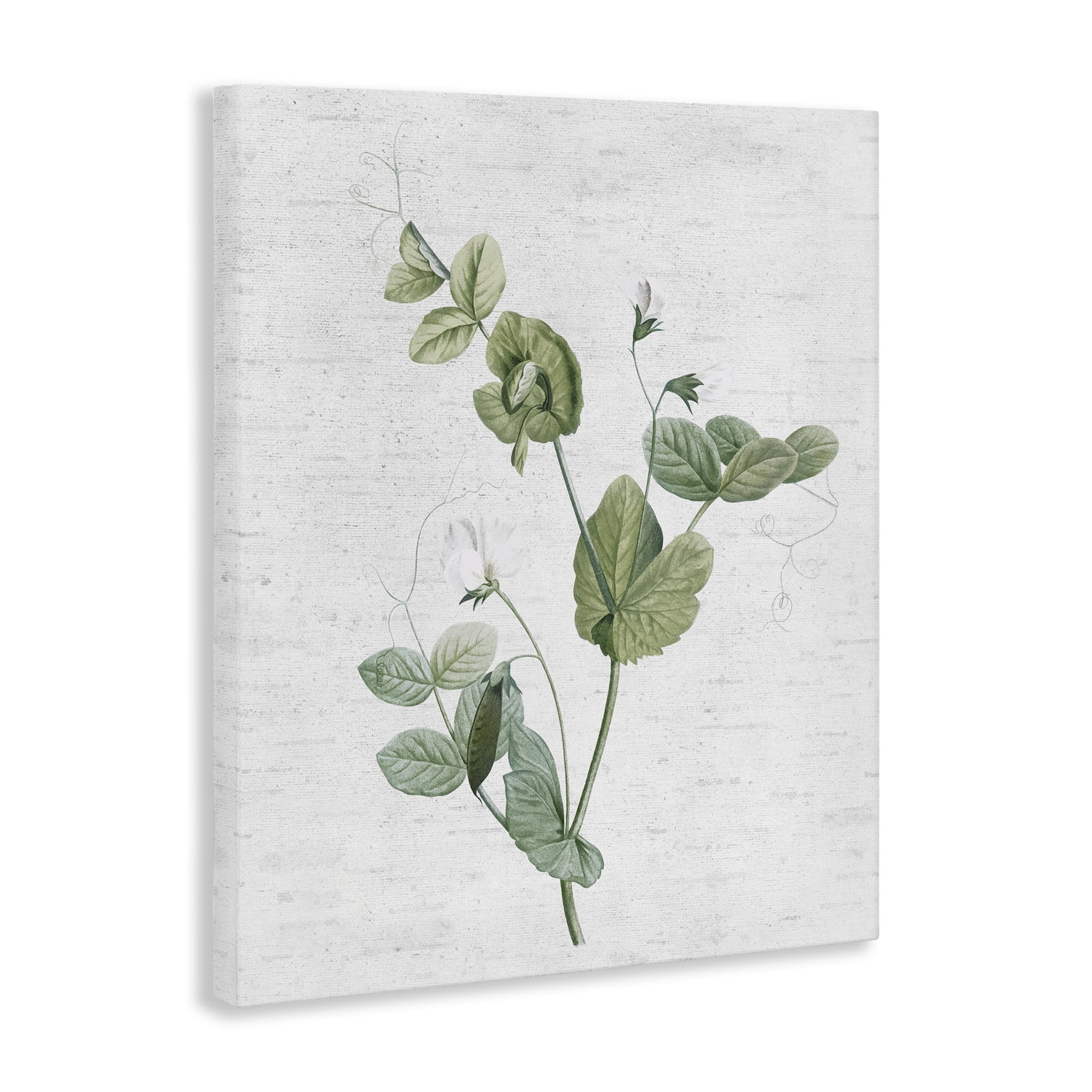 Stupell Industries Soft Country Botanical Botanical & Floral Painting Gallery Wrapped Canvas Art Print Wall Art, 24 x 30