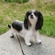 thumbnail image 4 of Resina Jardín Hound Dog Estatua Arte Cavalier Charles Spaniel Estatua Adornos Sywqhk Libre de BPA, 4 of 7
