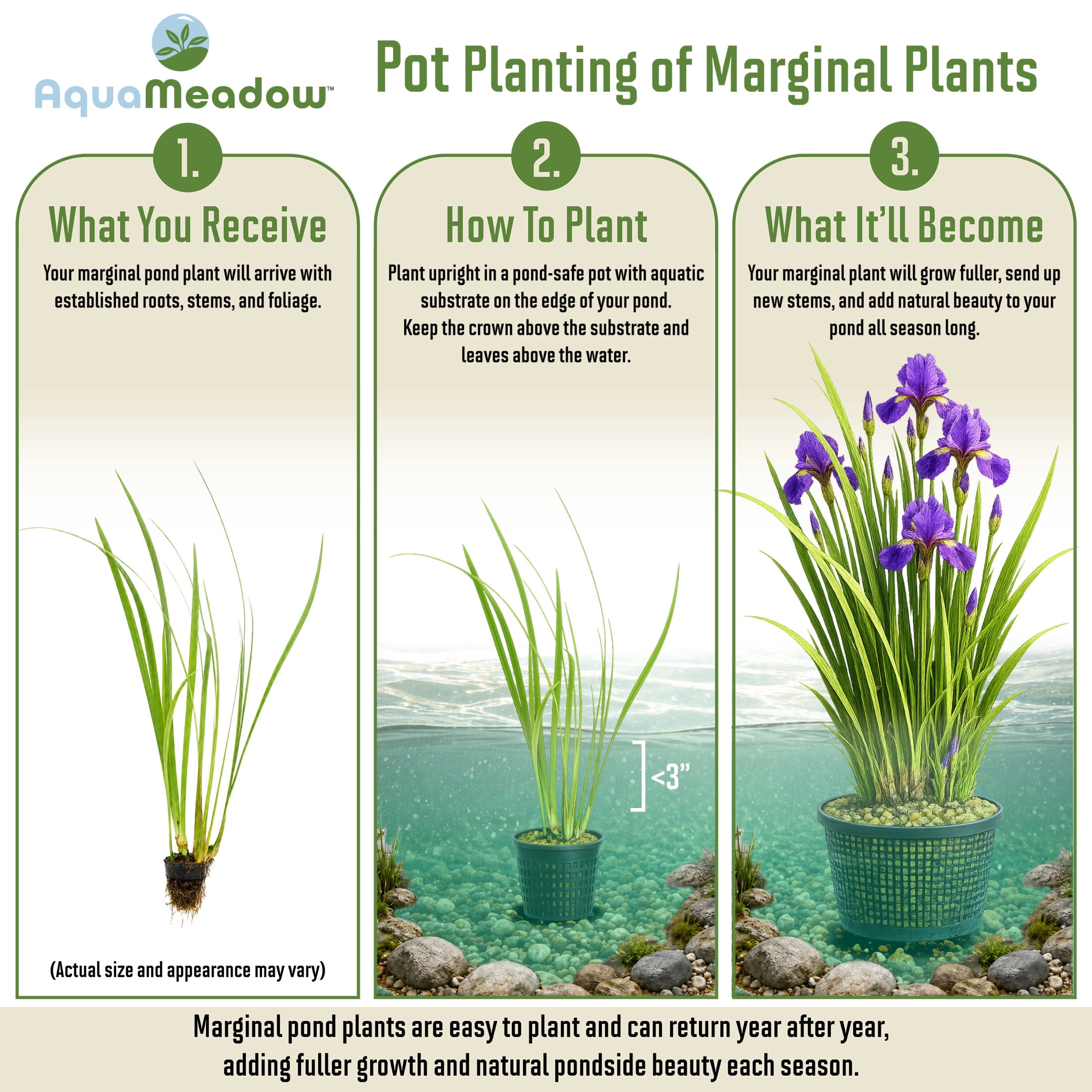 AquaMeadow Assorted Iris Potted 3pk