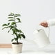 thumbnail image 5 of Hervidor de agua para suculentas de 2 l, con boquilla desmontable y pico largo para un riego preciso y suave, ideal para plantas de interior en maceta, flores y jardines de hierbas. Aestivo, 5 of 8