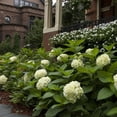 thumbnail image 2 of Endless Summer Blushing Bride Reblooming Hydrangea Live Shrub in 2-Gallon Grower Pot, 2 of 7