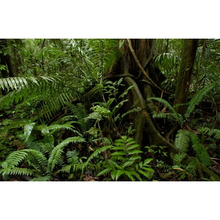 - Buttress roots and a variety of plant life in the rainforest Yasuni National Park Ecuador Poster Print by Pete Oxford