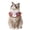Ghost, variant on Halloween Pet Costume Set - Woven Witch Hat & Adjustable Collar for Cats, Small Dogs, Festive Pumpkin & Ghost Outfit