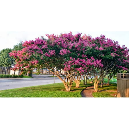 Tuscarora Pink Ornamental Flowering Crape Myrtles - 4 Live Plants - Quart Containers - 1 Foot Tall - Plant in Landscape and