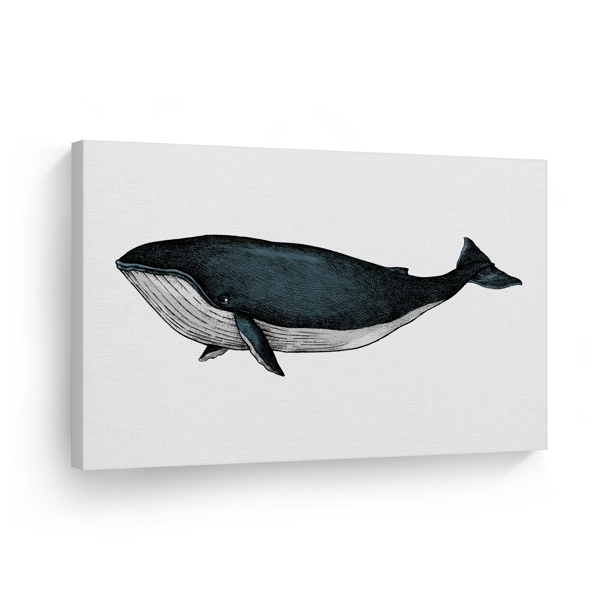 SeaLife Ocean Prints A5A4A3 Whales print Whales Art Print | Nursery Wall Decor Kids Decor Whales Nursery Types of Whales art