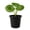1 Plant, variant on Tractor Seat Plant - 1 Live Starter Plant - Farfugium Japonicum - Exotic Indoor Outdoor Broad Leaf Foliage