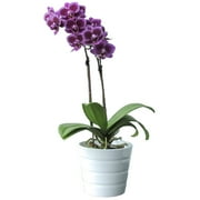 Purple Orchid Live Indoor Plant, Long-Lasting Flowers, Gift for Mother's Day, Spring, Shabby Chic, Rustic Farmhouse - 2.5" Diameter, 9" Tall