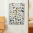 thumbnail image 4 of Arkansas's Backyard Birds Poster - Arkansas Bird Chart Highlighting Birds At Your Bird Feeder, 4 of 5