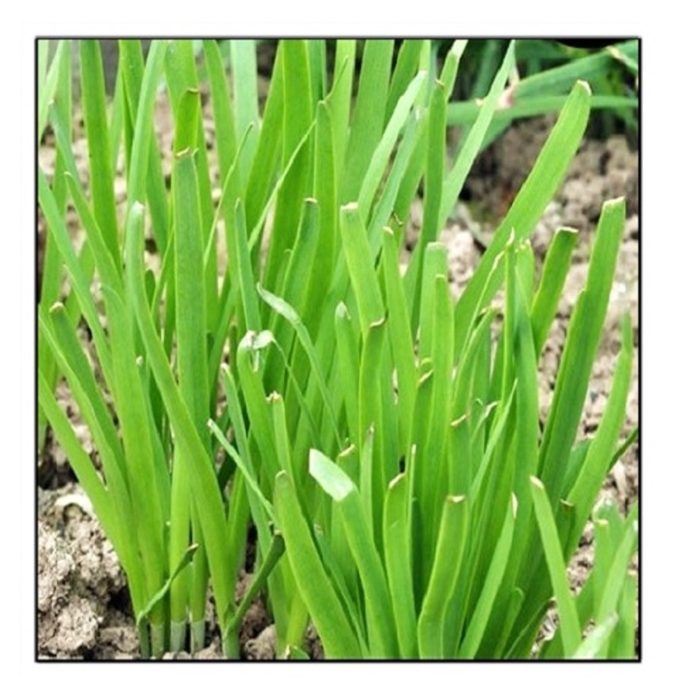 250 Garlic Chives Seeds NONGMO Fresh Heirloom Garden Seeds