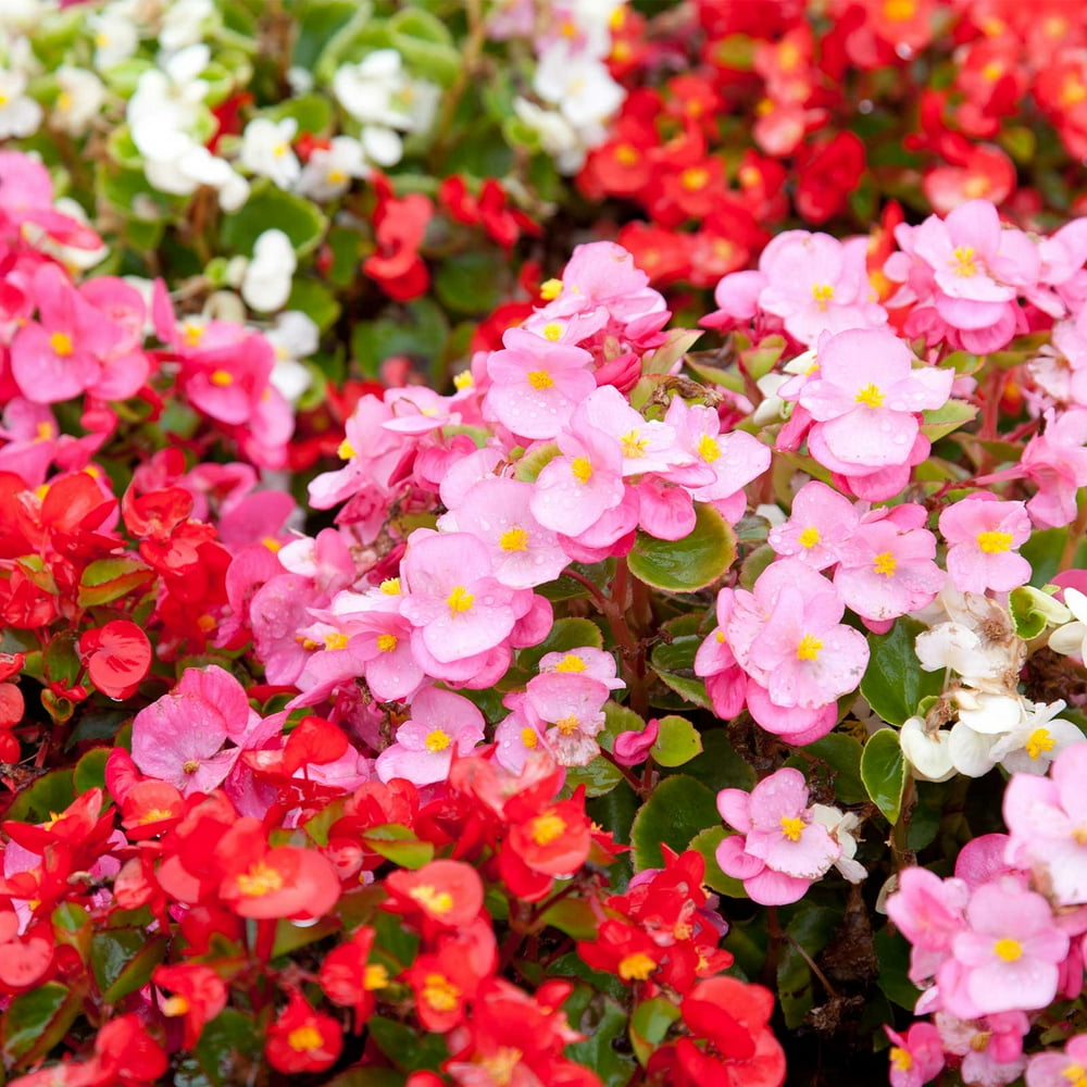 Fibrous Begonia Cocktail Series Plant Seeds (Pelleted) Mixed Colors