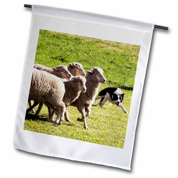 3dRose, Purebred Border Collie dog turning sheep - NA02 PWO0028 - PiperAnne Worcester, 12 x 18 inch Garden Flag