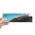 thumbnail image 1 of Organismo marino tiburon Ocean animal Rectángulo Parachoques Pegatina Cuaderno Ventana Calcomanía, 1 of 1