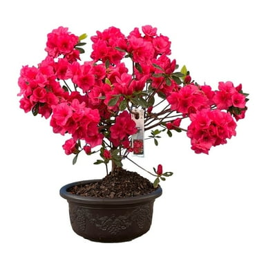 Pixies Gardens Hershey Red Azalea Bonsai (Live Plant) Indoor/Outdoor Plant 8 Inches