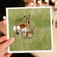 thumbnail image 6 of 3drose, Montana, Pronghorn Wildlife with Babies - Us27 Ldi0015 - Larry Ditto, 1 Greeting Card with Envelope, 6 of 6