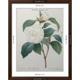 thumbnail image 5 of Art.com White Camellia Art Print by Pierre-Joseph Redoute, Brown Frame Wall Art, 32" x 40", 5 of 5