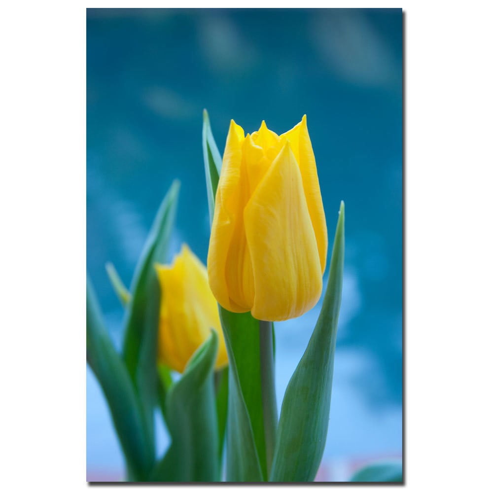 Trademark Fine Art "Yellow Tulips VII" Canvas Art by Martha Guerra, 16x24