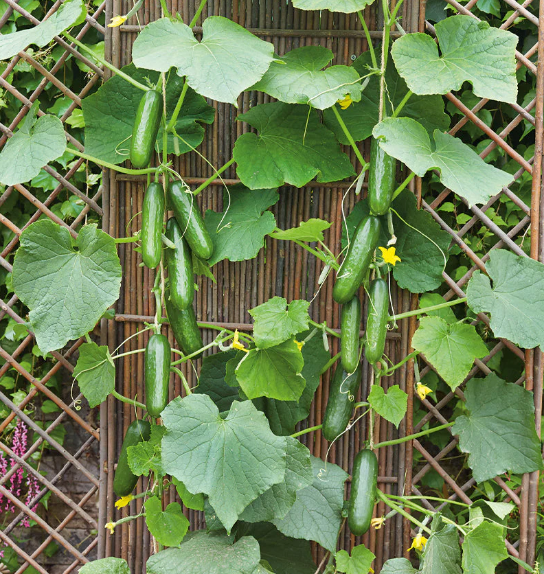 Set 2 Marketmore Cucumber Plants Live, 4 Inch Pot, Cucumber Live Plants, 2 Cucumber Vegetable Starter Plants