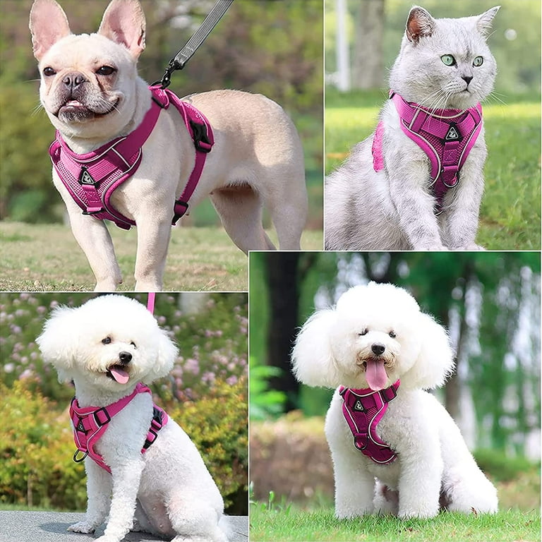 How To Put On Hounds Design Freedom No-Pull Harness Training