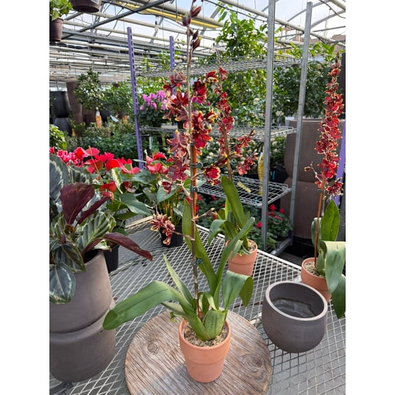 Dancing Lady Orchid-Oncidium-Vibrant Blooms  5" Pot